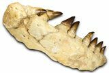 Fossil Mosasaur (Thalassotitan) Jaw Section with Teeth - Morocco #372634-9